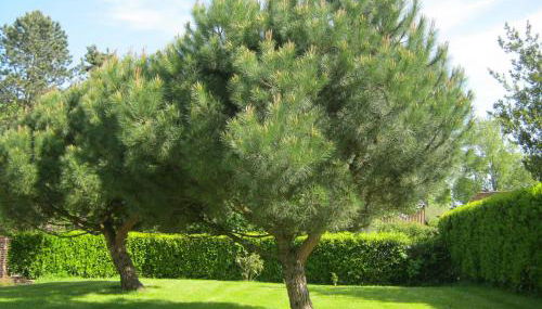 Gîte des Pins Penchés - Foto 4, Garden view