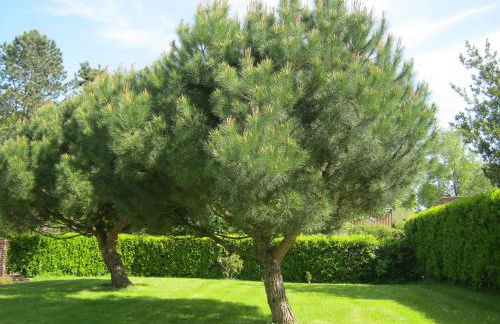 Gîte des Pins Penchés - Foto 4