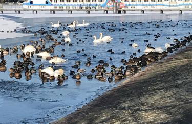 Klein App in Alt - Tegel - Foto 15