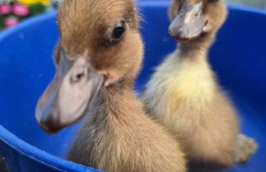 Pension Entenhausen - Foto 59