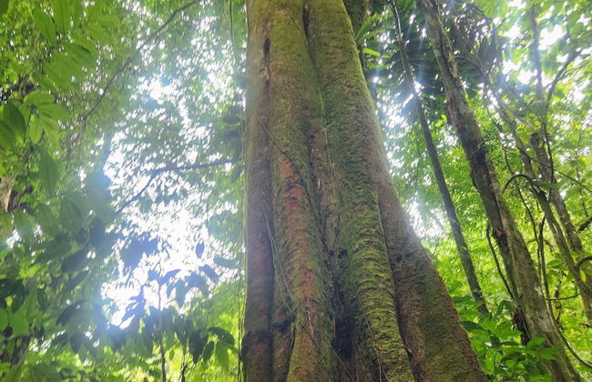 Cabañas Caeli Rainforest Glass Cabin La Perezosa La Fortuna - Foto 39