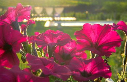 Agriturismo I Tre Fossi - Foto 16