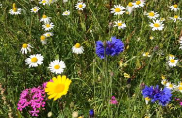 Da Sandra e Fulvio - Foto 12