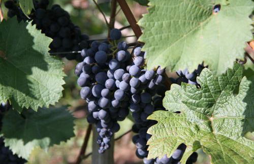 Ferienwohnungen im Moseltal - Foto 61