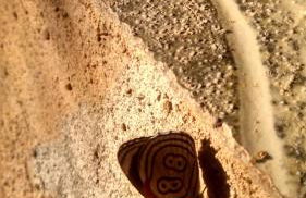 Ouro Grosso Chales - Foto 6