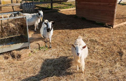 Villa immersed in green Isola dei Cavalli - Foto 56