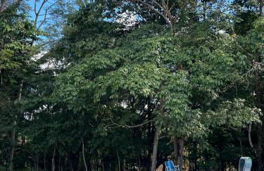 Chacara castanheira - Foto 16