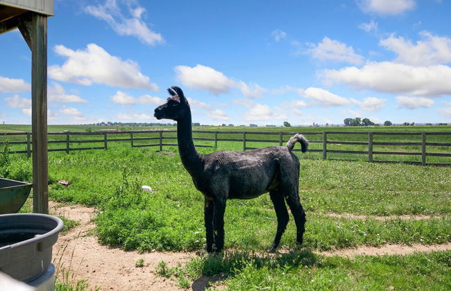 Llama-stay at Spooky Tooth Ranch – Mtn Views!! - Foto 28