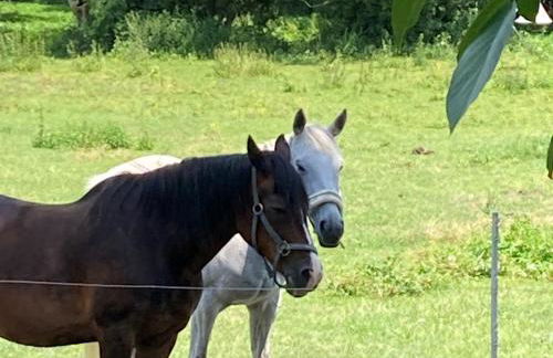 Ferienwohnung Helbing - Foto 16