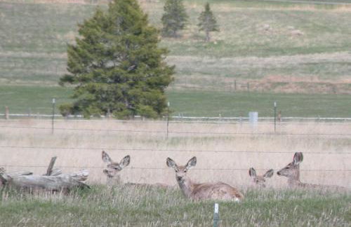 Chico Peak cabin nr Yellowstone,Chico Hot Springs - Foto 14