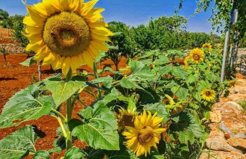 Trulli Pax Animi - Foto 40