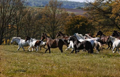 Tiny House - Foto 15