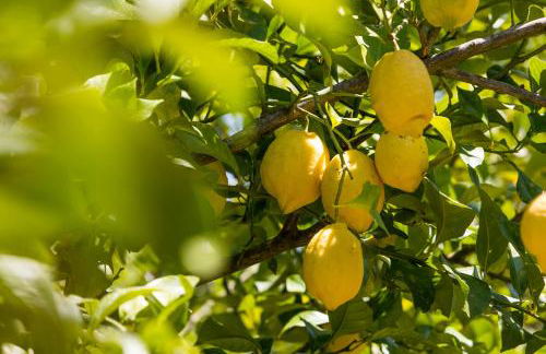 Agroturisme Can Planells - Foto 17