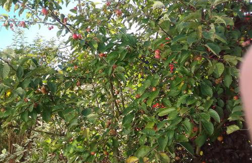 Perlenbachtal - Foto 22