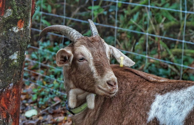 Kids Fun Farm Themed Bedroom in Cosy Cob Cottage - Foto 11