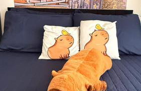 Studio Moderno no Coração de Curitiba Temático Capivara - Foto 54