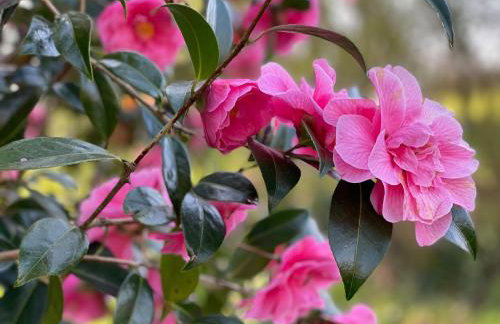 The Patio Flat - Foto 29