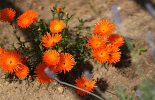 Casa Manjua - Foto 42