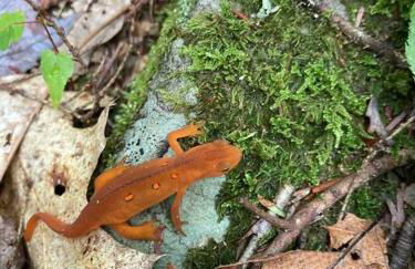 Little Birds Treehouse - Foto 7