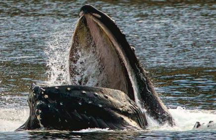 Biker's Bungalow - Near Mendenhall Glacier and Auke Bay Offering DISCOUNT ON TOURS! - Foto 4