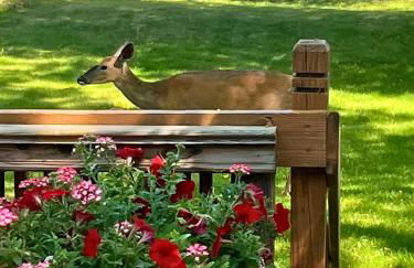 Lakefront Escape Fire Pit, Pets & Scenic Views - Photo 8