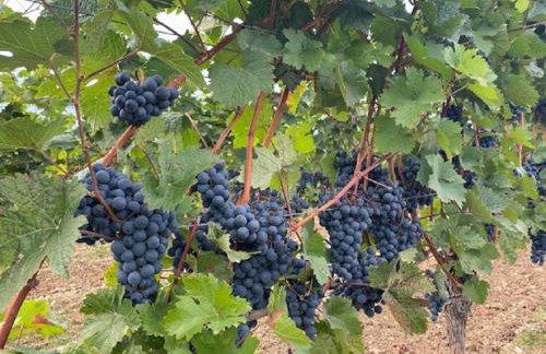 Ferienwohnung Altes Rathaus - Foto 29