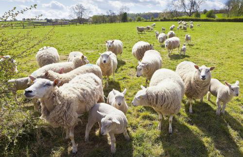 Ivy Cottage - Foto 18