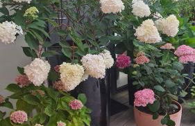 85 l idéal , quiet charm in Tours - Foto 25