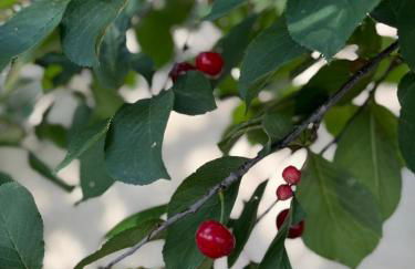 Carmel Villas - Photo 37