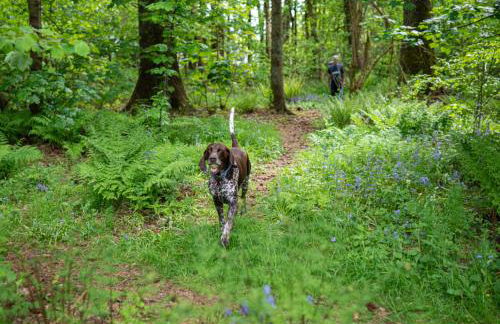 Heatheryhaugh Lodges - Foto 51