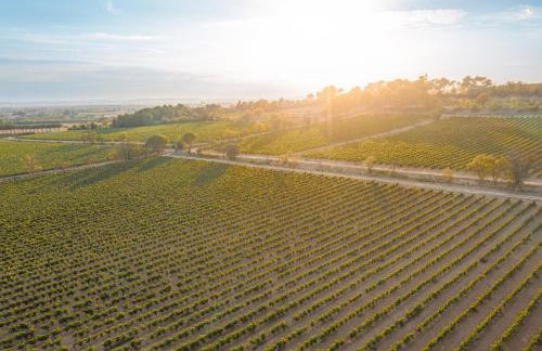 Château Pech-Celeyran - Foto 124