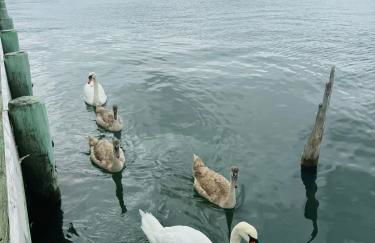 Black Swan- Beachfront Home with Year-Round Jacuzzi - Foto 40