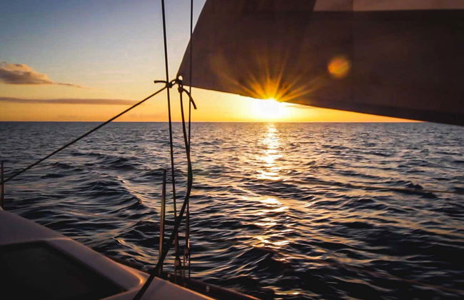 Observation de dauphins et de baleines à Dénia - Photo 5