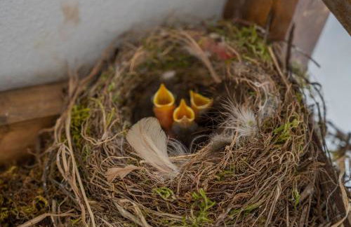 Casa dos Cabecinhos - Foto 19