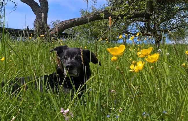 Apartment in Olsberg - Foto 24