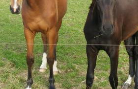 Ferienwohnung op de Warft - Foto 37