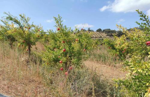 Acushla Original House Douro - Foto 22