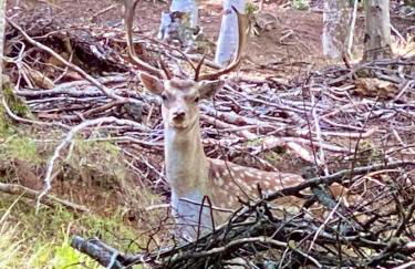 Maison confortable au cœur de la nature près de Camps-sur-l'Agly - Photo 15