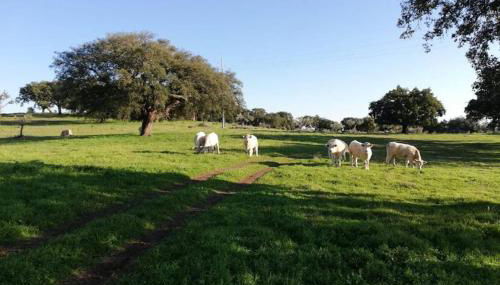 Casa do Lagar de Medelim - Foto 3
