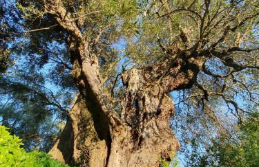 Apartment Picasso in large park with heated pool - Foto 37