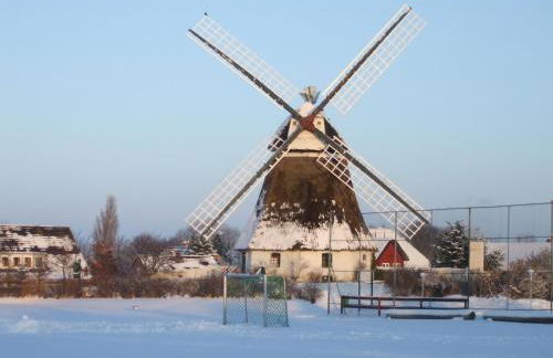 Midlum Zaunkönig - Foto 22