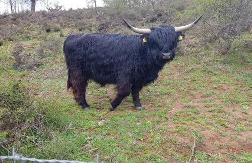 La Cabaña - Foto 43