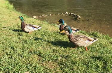 gite la bergerie en bord d'Aveyron - Foto 21
