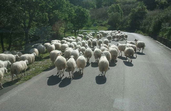 Tour pelos povoados do Parco delle Madonie + Degustação de ricota - Foto 4