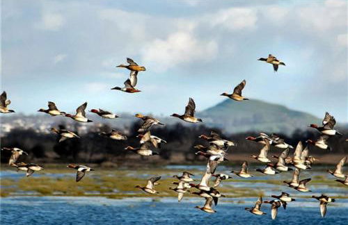 Ian's Cottage, Wedmore - country cottage for two - Foto 30
