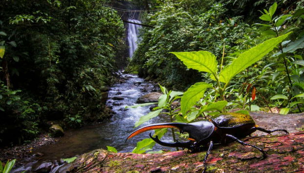 Un cornizuelo en el bosque nuboso