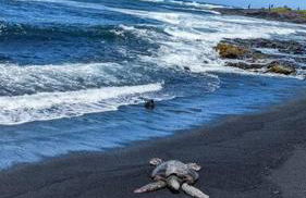 Local Living in Volcano Hawaii Breeze&5 mins to Volcano National Park - Foto 14