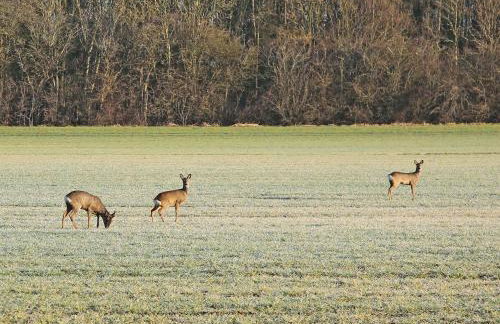 The Cart Shed - Foto 25