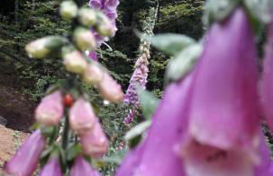 Ferienwohnung für Naturfreunde - Foto 17