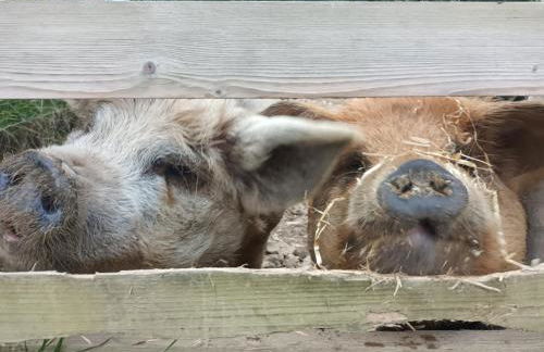 Rural Farm Stay with 6 cottages, 4 miles to Barnstaple, Pet friendly, Daily animal experiences, Outdoor heated pool, Games barn, Free fast WiFi, Free parking - Foto 13